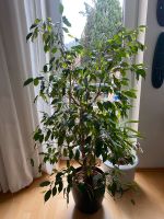 Zimmerpflanze Ficus Benjamina Birkenfeige Benjamin Höhe 150 cm Baden-Württemberg - Gingen an der Fils Vorschau