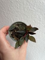 Ableger Pflanze Peperomia Caperata Rosso Baden-Württemberg - Mannheim Vorschau
