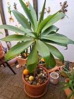 Pflanze Aloe Art aus Spanien-Agave attenuata Hannover - Kirchrode-Bemerode-Wülferode Vorschau