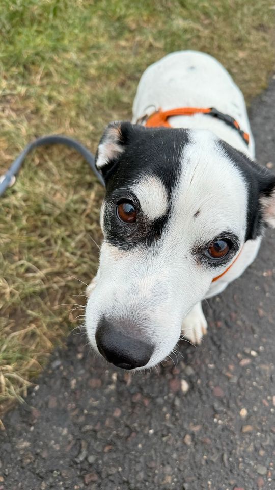 Suche Gassi Gänger für Kalle in Burgwedel