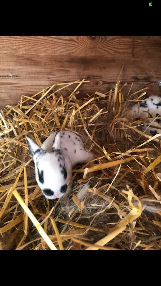 Kaninchen Dalmatiner Rex Schwarz-Weiß in Ludwigsburg