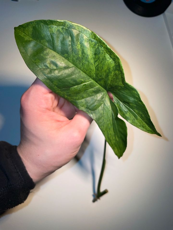 Syngonium Mottled Ableger in Essen