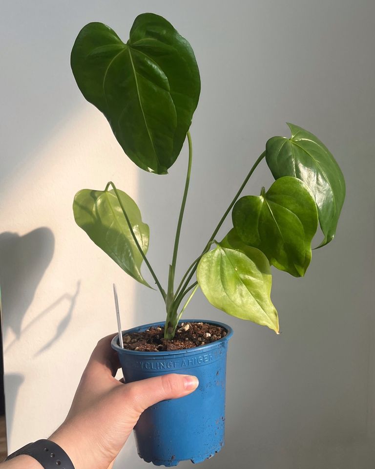 Anthurium grandiflorum Jungpflanzen in Peine