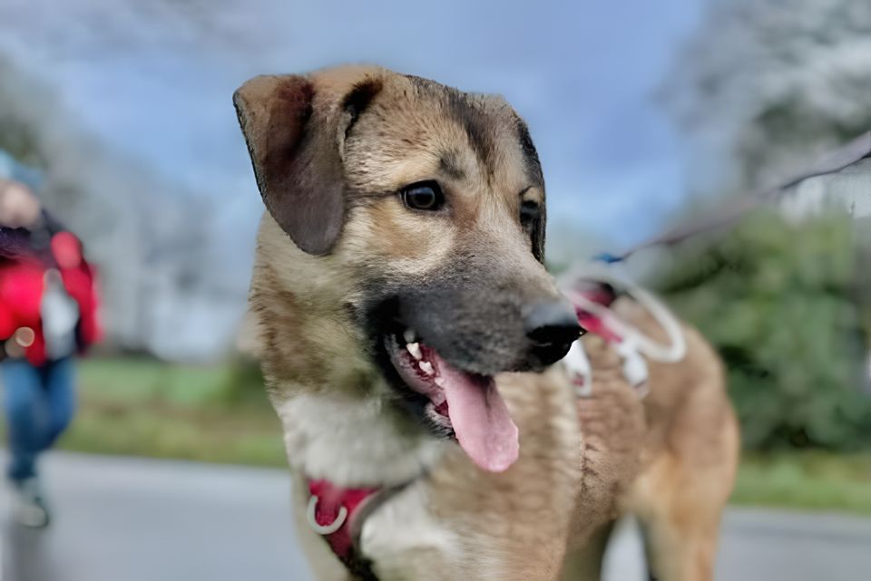 Kalinka (ca. 2 Jahre) – tolle Hündin sucht noch tollere Menschen! in Rastenberg