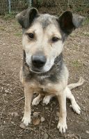 Oldie LEON ❤️ aus dem Tierschutz sucht seine Familie Rheinland-Pfalz - Bayerfeld-Steckweiler Vorschau