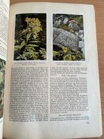 Sammelbilder-Album: Aus Wald und Flur - Pflanzen unserer Heimat Nordrhein-Westfalen - Kaarst Vorschau