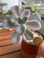 Echeveria purple delight Variegata Baden-Württemberg - Leimen Vorschau