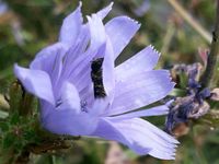 Saatgut sortiert * insektenfreundliche Pflanzen Duisburg - Rumeln-Kaldenhausen Vorschau