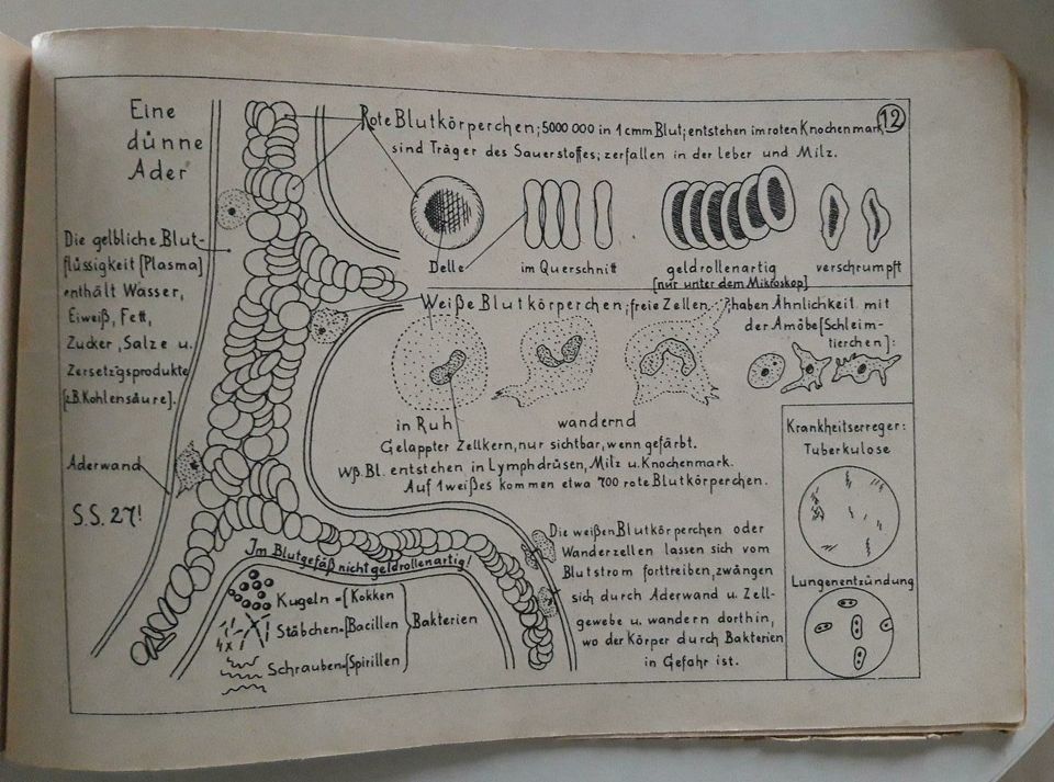 RAR❗Faustskizzen für den Naturkundl. Unterricht/Wunderlich Verlag in Worbis