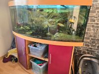 450L Aquarium mit oder ohne besatz Dithmarschen - Meldorf Vorschau