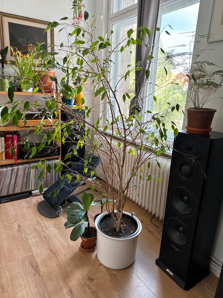 Ficus Benjamin - Pflanze, Zimmerpflanze in Berlin