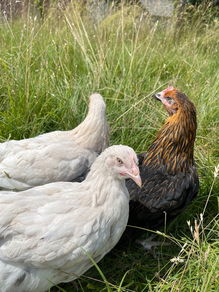 Geflügelverkauf in Hessen und Thüringen|Hühner|Geflügel|Enten in Rietberg