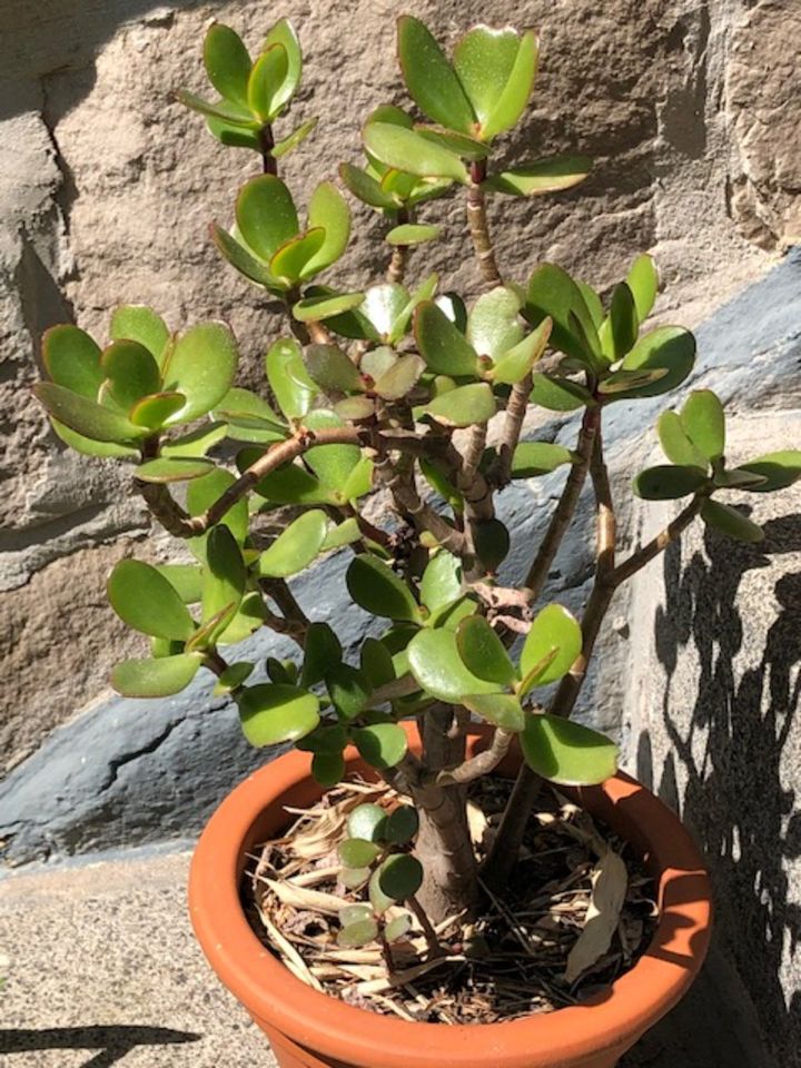 Geldbaum 30 cm, Crassula ovata in Kassel