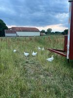 Freilandhähnchen küchenfertig Niedersachsen - Bassum Vorschau