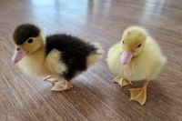 Enten Kücken kleine Enten Flugente Warzenente Kücken Anhollung Ma Baden-Württemberg - Mannheim Vorschau