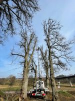 Baumfällarbeiten, Baumpflege, Obstbaumschnitt, Gartenarbeiten Rheinland-Pfalz - Zweibrücken Vorschau