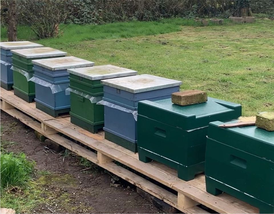 Bienenvölker  Carnica und Buckfast auf DNM zu verkaufen in Mönchengladbach