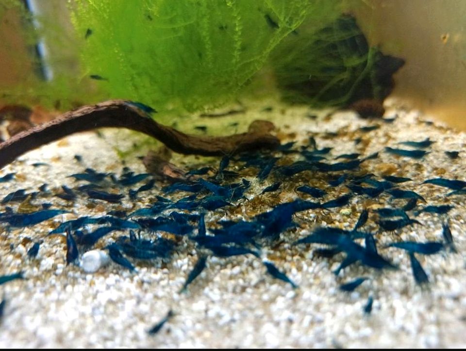 ⭐ Blue Dream Garnelen ⭐ blau Neocaridina Aquarium in Hamburg