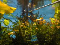 GOLD - Guppy Nachzuchten abzugeben Bayern - Pegnitz Vorschau