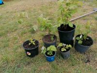 Himbeeren - Ableger suchen neue Wachstumsmöglichkeiten Niedersachsen - Lüneburg Vorschau