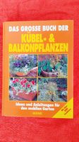 Kübel-& Balkonpflanzen Sachsen - Görlitz Vorschau