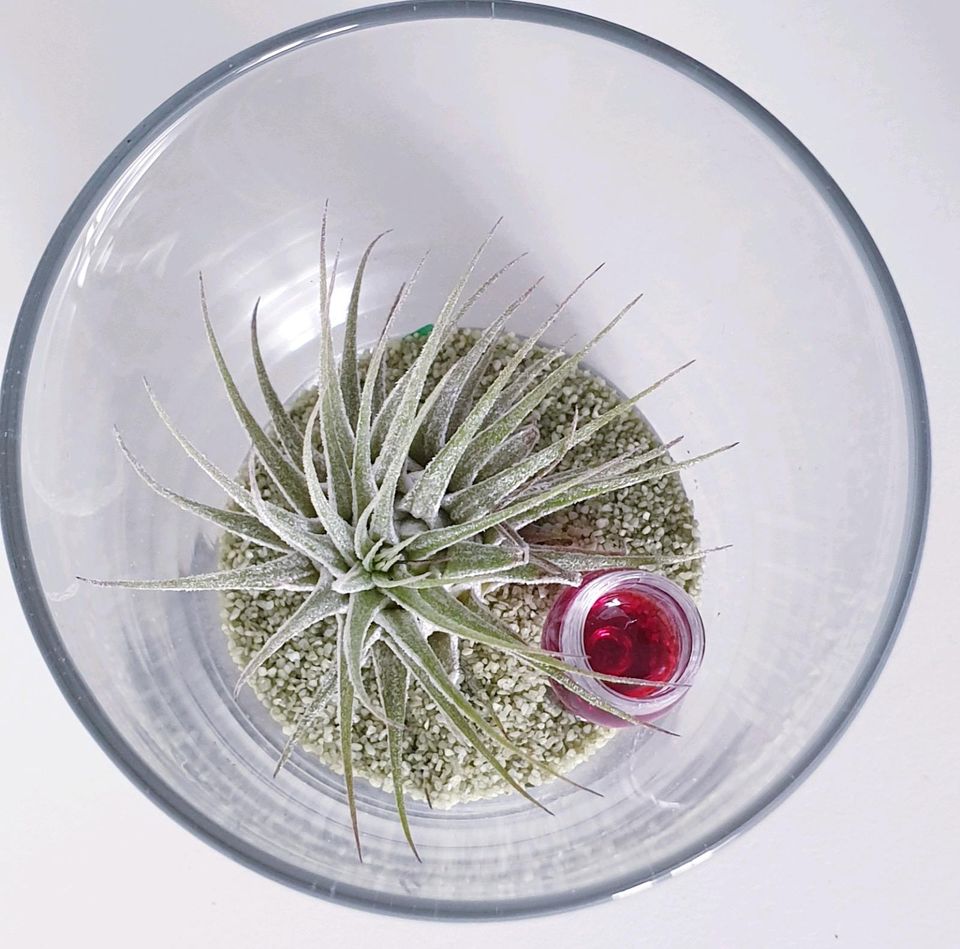 Luftpflanze Airplant Tillandsia im Glas in Schuby