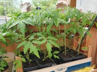 AUSVERKAUFT ! Tomatenpflanzen "Oxheart" 30 cm groß Nordvorpommern - Landkreis - Barth Vorschau