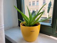 ALOE VERA  zu verkaufen Leipzig - Gohlis-Mitte Vorschau