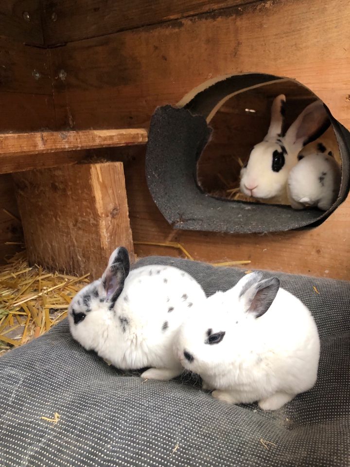 Kaninchen Dalmatiner Rex Schwarz-Weiß in Ludwigsburg