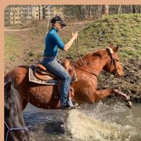 Osteopathie,  Physiotherapie,  Chiropraktik für Pferde Berlin - Westend Vorschau