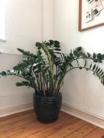 Große zamioculcas / Glücksfeder Köln - Nippes Vorschau