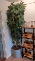 Kunstpflanze Baum Echtholz Stamm ca 2,30Meter Niedersachsen - Braunschweig Vorschau