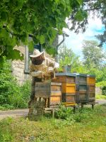Bienen Ableger DNM Bienenvolk auf 3 Waben Niedersachsen - Springe Vorschau