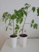 Zwei Tomatenpflanzen,  Fleischtomaten,  Sorte: Marmande Nordrhein-Westfalen - Warendorf Vorschau