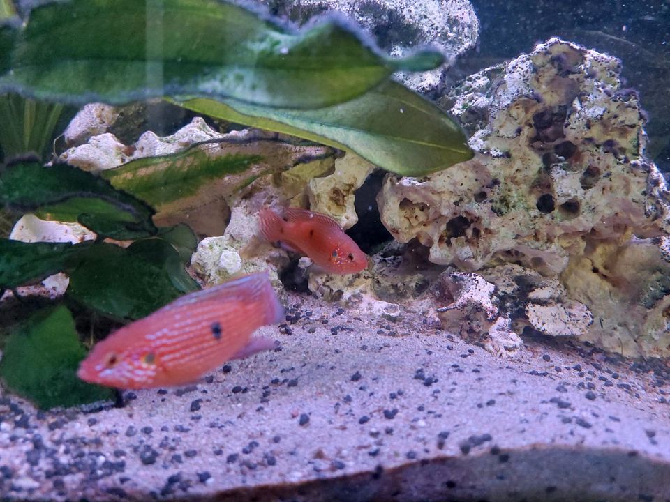 Roter Buntbarsch, Hemichromis in Demmin