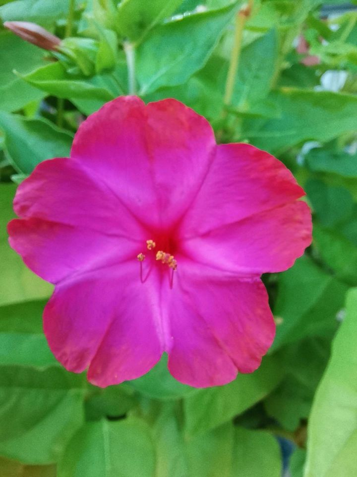 Wunderblume Samen (40 Stück) in Gotha