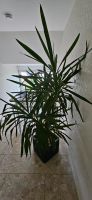 Yucca Palme ca. 1,9m Nordrhein-Westfalen - Herford Vorschau