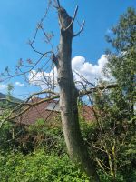 Walnussbaum Hessen - Höchst im Odenwald Vorschau