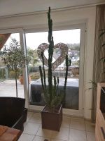 Euphorbia trigona / Dreikantige Wolfsmilch / Kaktus Nordrhein-Westfalen - Ennepetal Vorschau