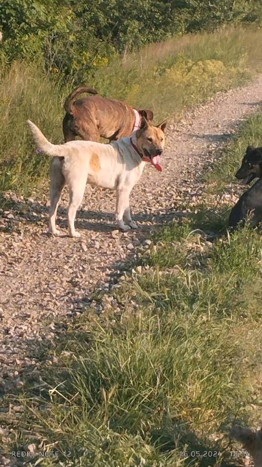 "Sharpy" / Shar Pei - Chow Chow - Mischling / Rüde / kastriert in Anröchte