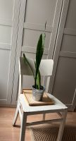 Bogenhanf/ Sansevieria trifasciata Leipzig - Anger-Crottendorf Vorschau