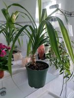 Schöne Palme Zimmerpflanze gesund und grün Sachsen-Anhalt - Magdeburg Vorschau
