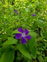 Großes Immergrün vinca major Bodendecker Schatten-Staude Hessen - Liebenau Vorschau