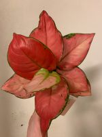 Aglaonema pink star Baden-Württemberg - Freiburg im Breisgau Vorschau