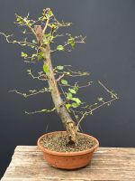 Bonsai Hainbuche Rohmaterial Kreis Pinneberg - Borstel-Hohenraden Vorschau