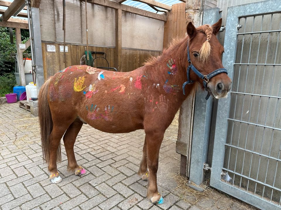 Pflege- oder Reitbeteiligung an Schulpferden in Loffenau