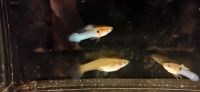 Endler Guppy´s verschiedene Farbschläge und Größen Sachsen - Hartha Vorschau