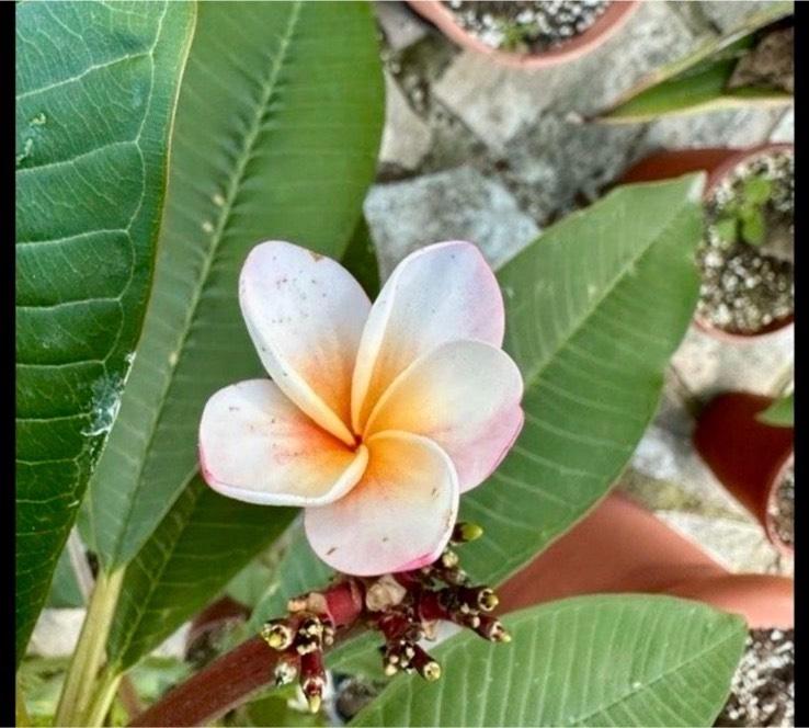 Plumeria Frangipani ca. 1,5 Jahre Tempelbaum Hawaii duftend in Berlin