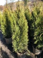 Thuja Smaragd Lebensbaum Topf 90-110 cm / Heckenpflanzen Thujas Baden-Württemberg - Obersulm Vorschau