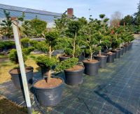 Taxus cuspidata Bonsai Formschnitt Eibe Niedersachsen - Wardenburg Vorschau